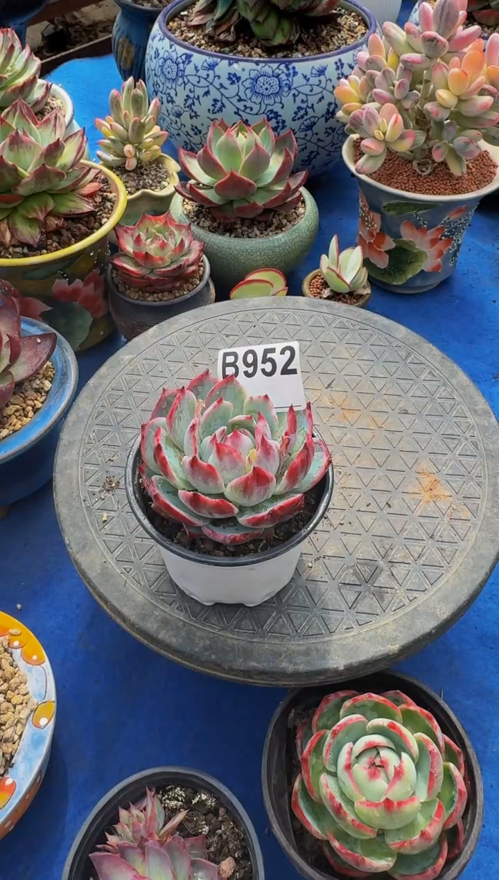 B952惊鸿仙子----