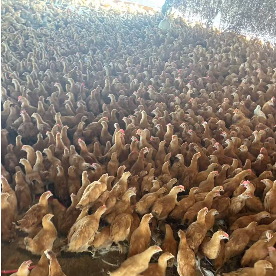 两斤左右 四只 公鸡母鸡