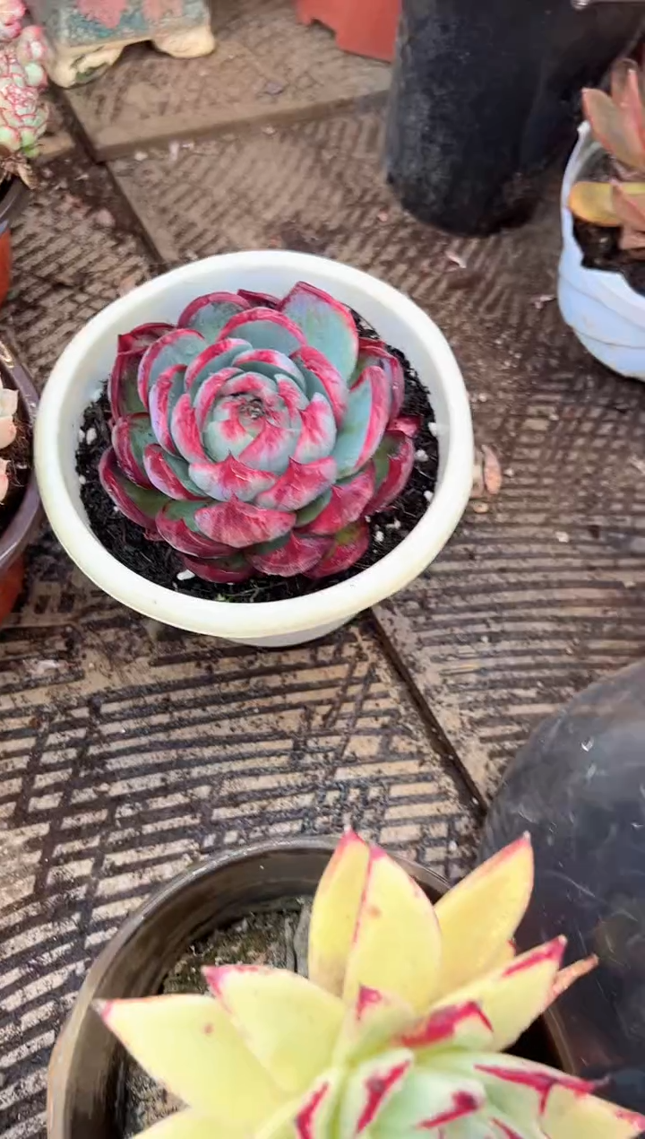 用****5多肉植物一物一拍21374