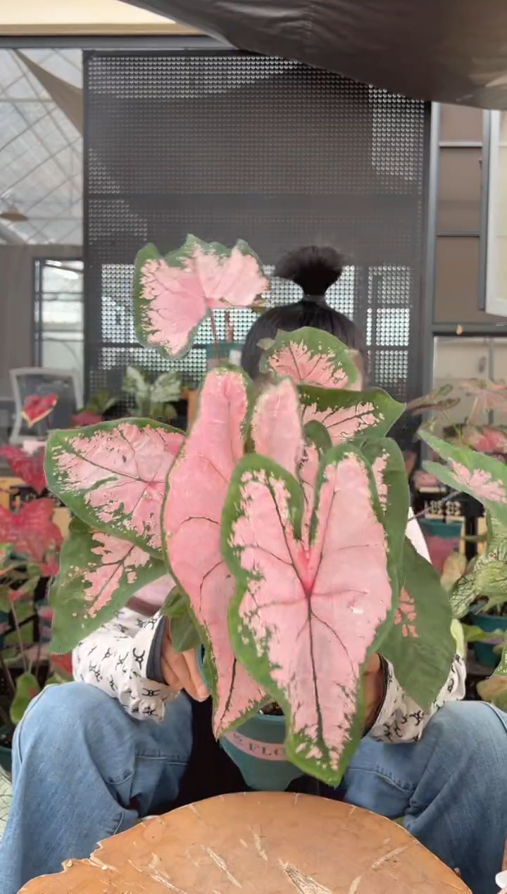 无花朵0002粉色飞溅