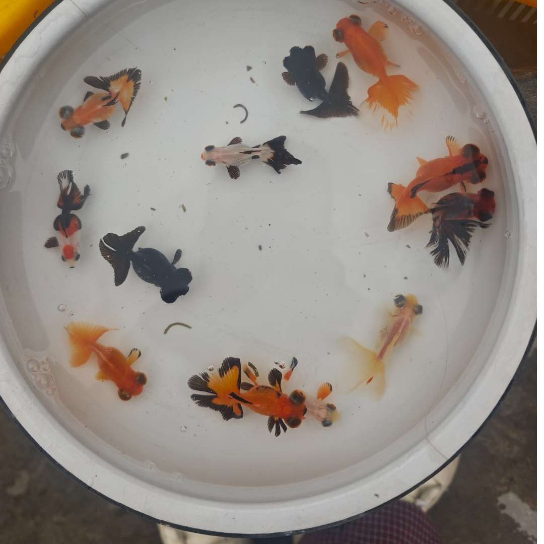 黑色号码牌直播间专用淡水冷水观赏鱼小苗蝶尾珍珠水泡兰寿练手鱼