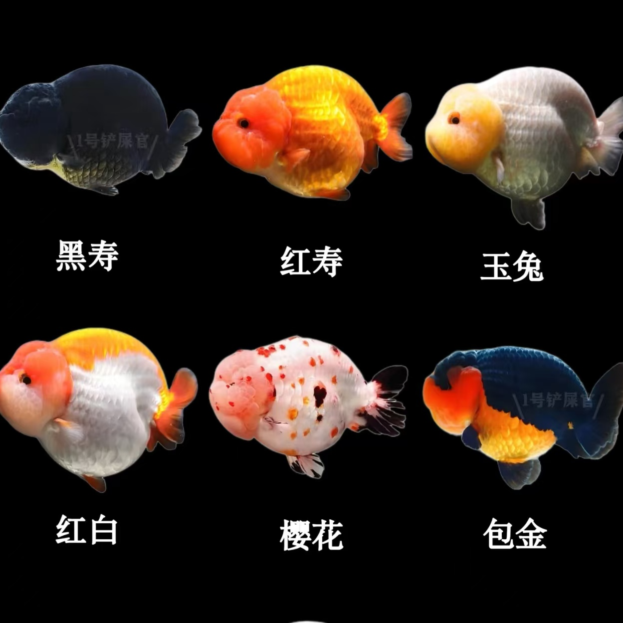 金鱼兰寿 （2条包邮）