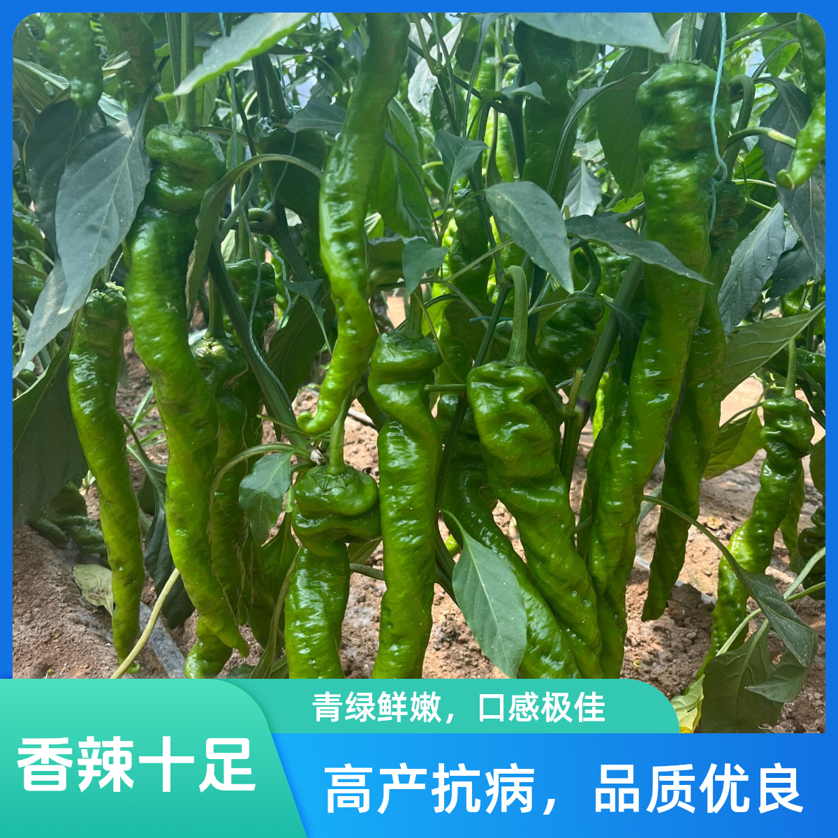 辣椒苗大全寿光苗场直发