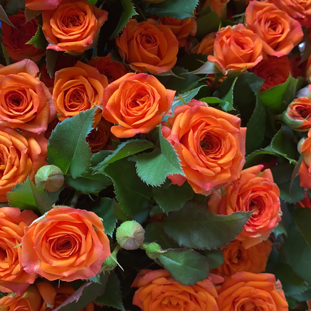 海南鲜花基地橙色芭比多头玫瑰20支（30-45厘米发货，包邮）