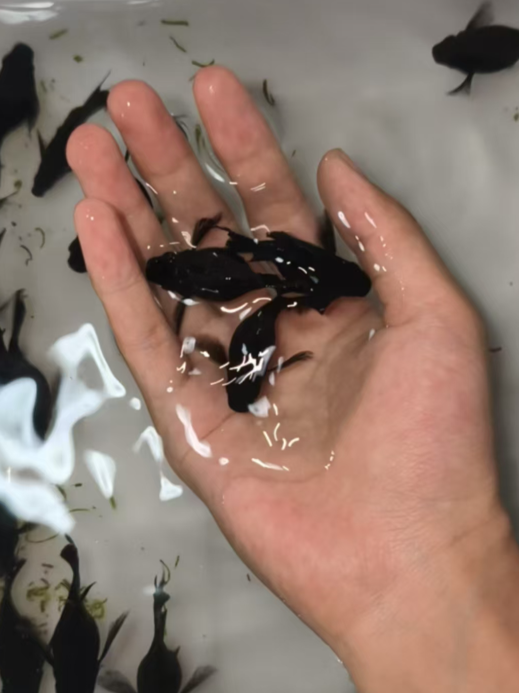 玛丽球鱼热带淡水观赏鱼适合水族鱼缸饲养