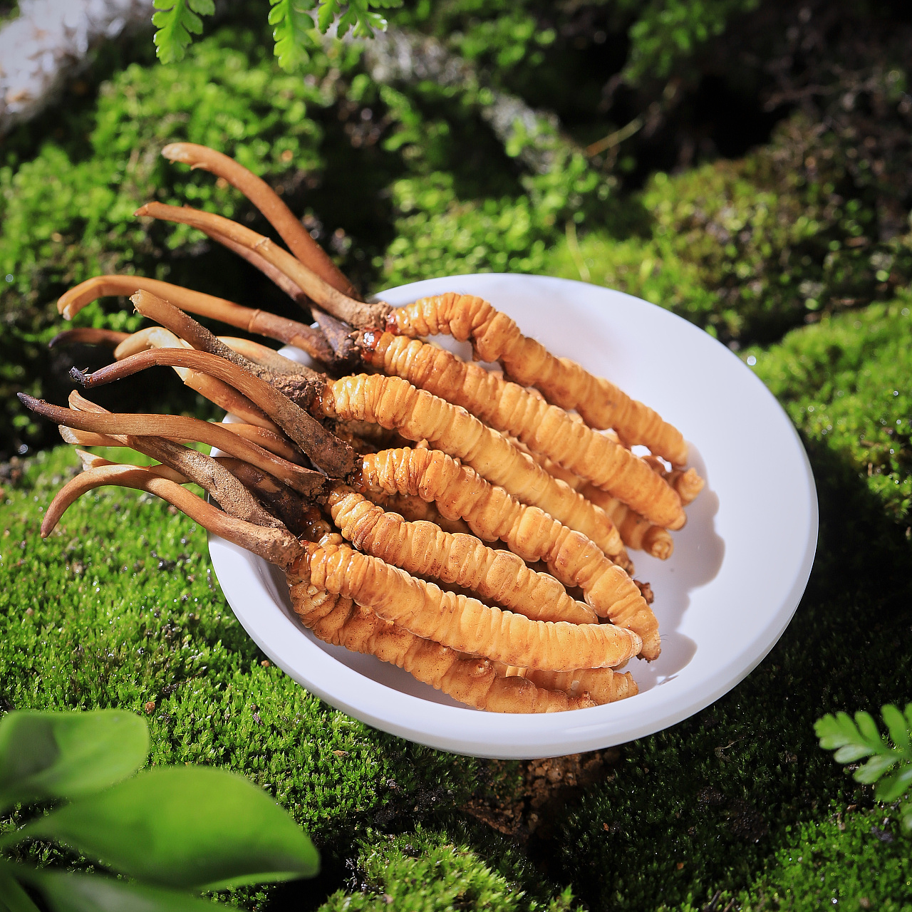 鲜冬虫夏草【100根】1.4克/根以上 2025年新鲜冬虫夏草