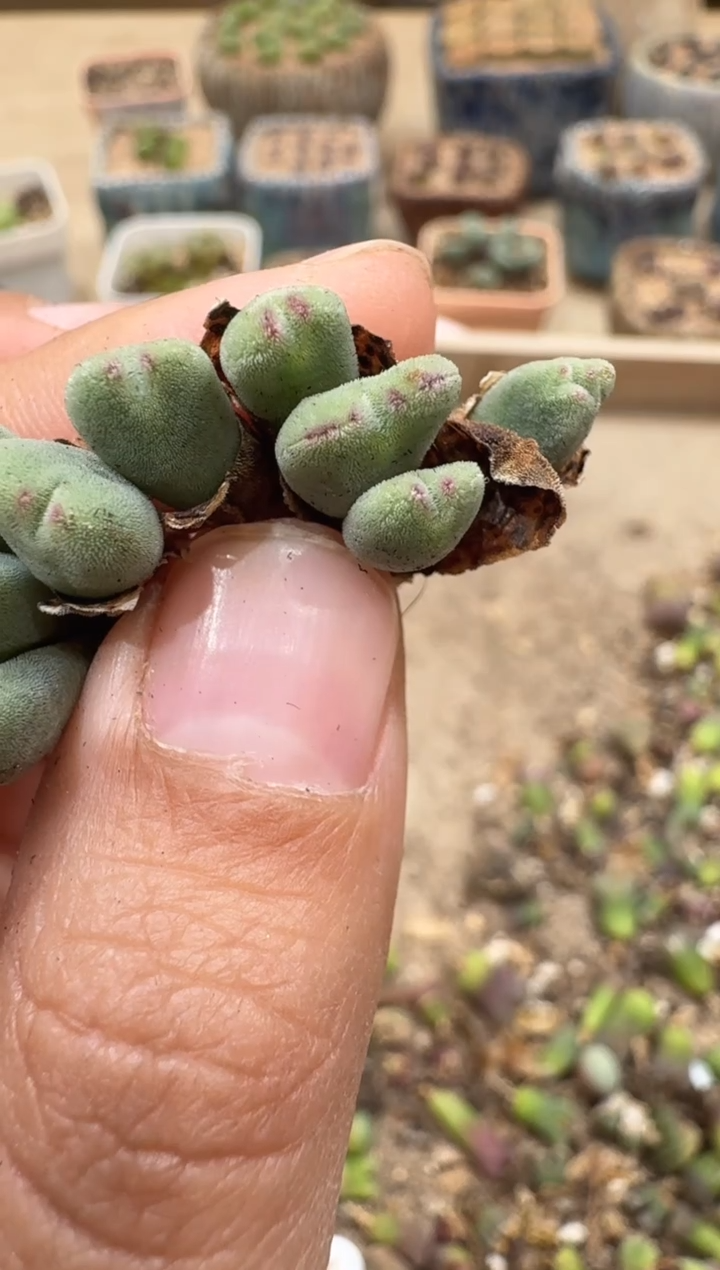 m*30-189多肉植物肉锥