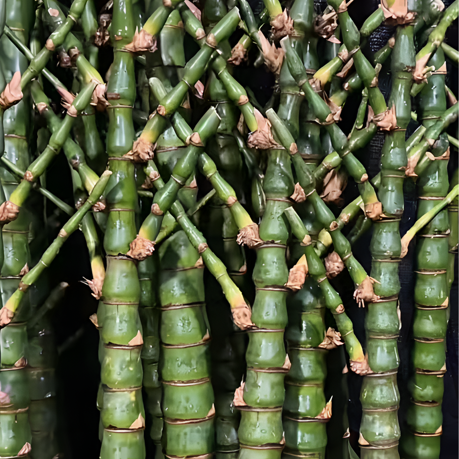 佛肚竹罗汉竹绿植盆景观赏竹子