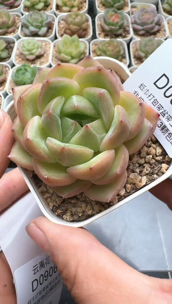 905D云禹多肉植物 带盆土纸巾打包 3颗包邮