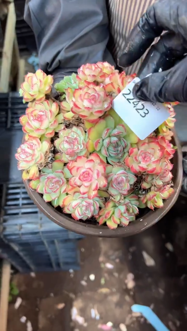 风*涯多肉植物一物一拍22423