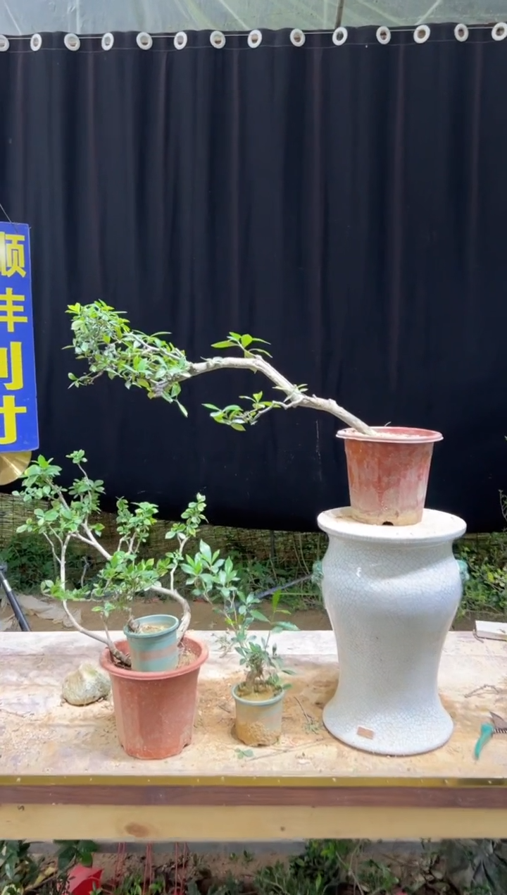 当前无花朵，栽培后可花朵。***吴海岛栀子花