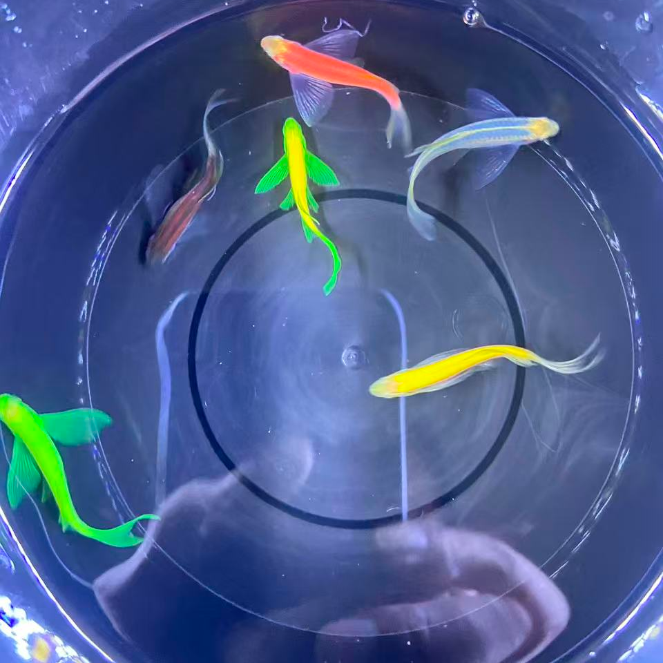 小号6色蝶翼斑马鱼苗淡水小型斑马鱼观赏鱼饲养活体