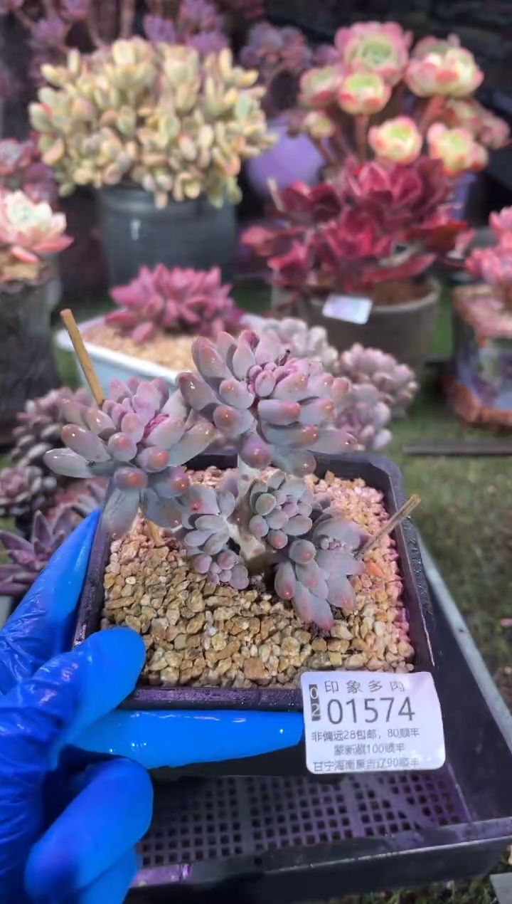 【闪购商品】01574