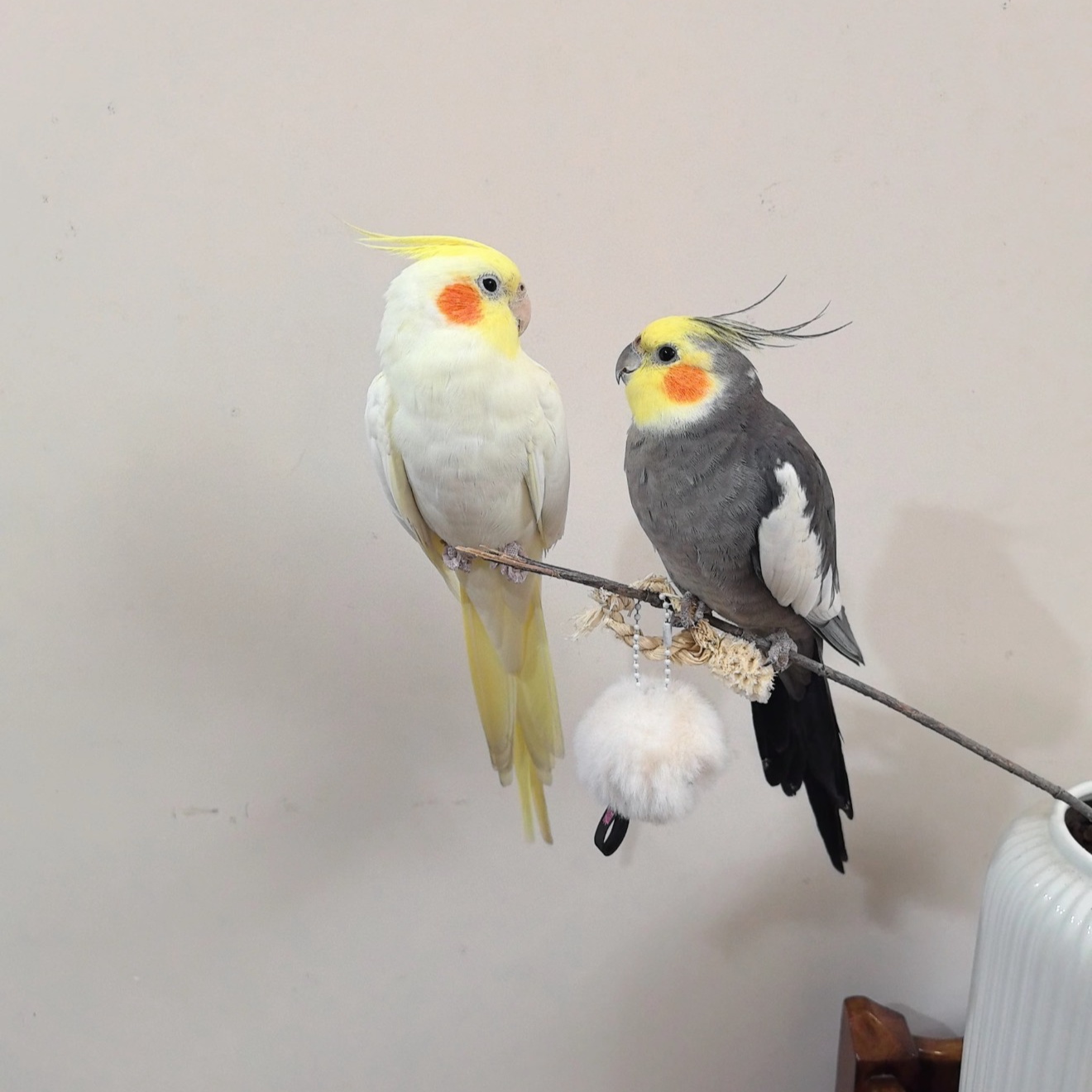 萌鹦园玄风鹦鹉宠物幼鸟