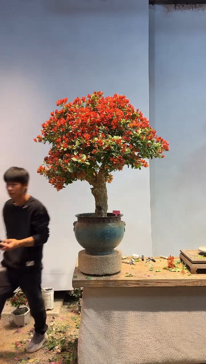 以实际为准事****切三角梅48