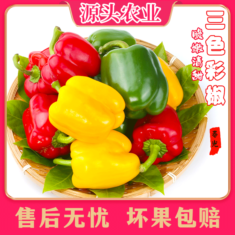 【水果彩椒】山东寿光新鲜蔬菜三色彩椒2/3斤装 S