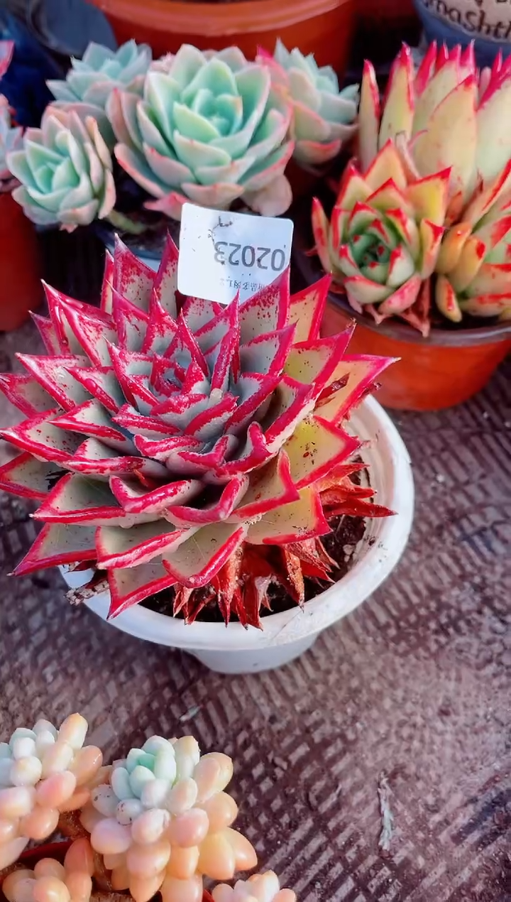 赫*跃跃精品多肉02023