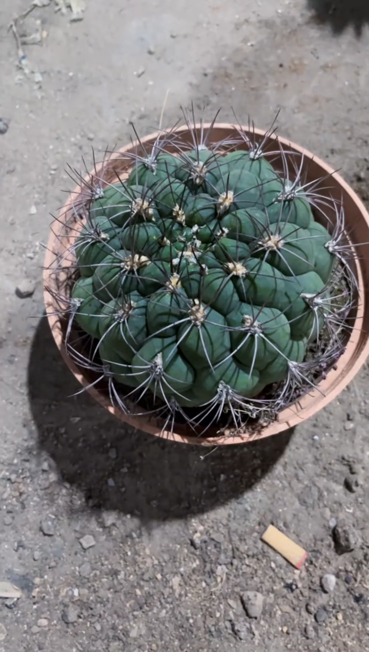 【闪购商品】新天地8-10cm