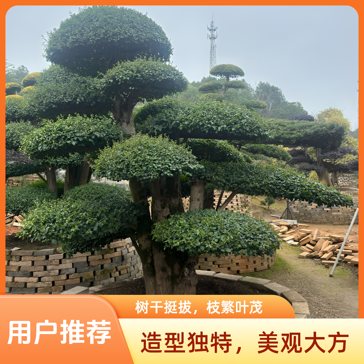 京山特产对节白蜡造型景观树