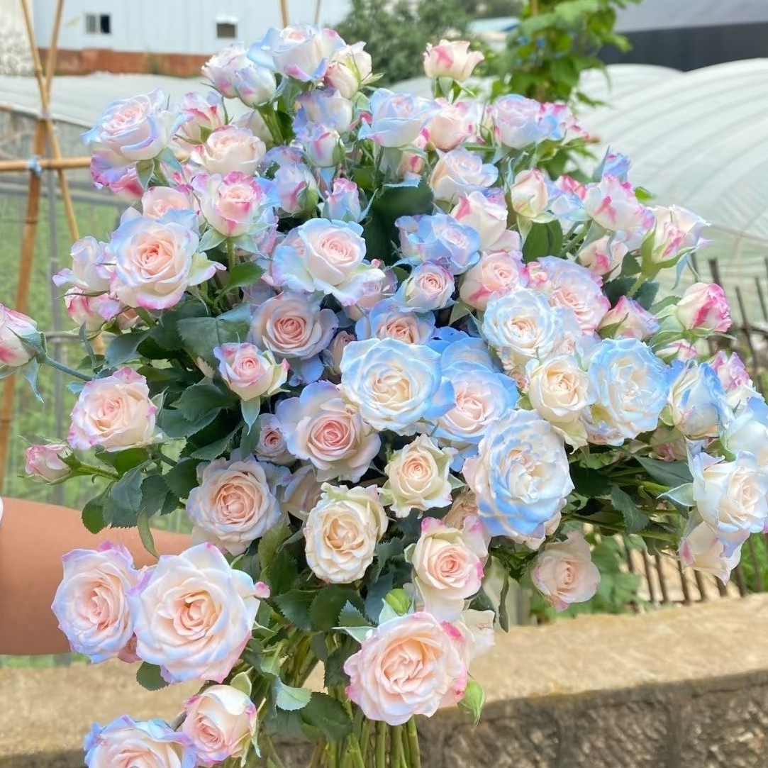 【云南基地直发】碎冰蓝多头玫瑰（一单10支保底40个花苞以上）