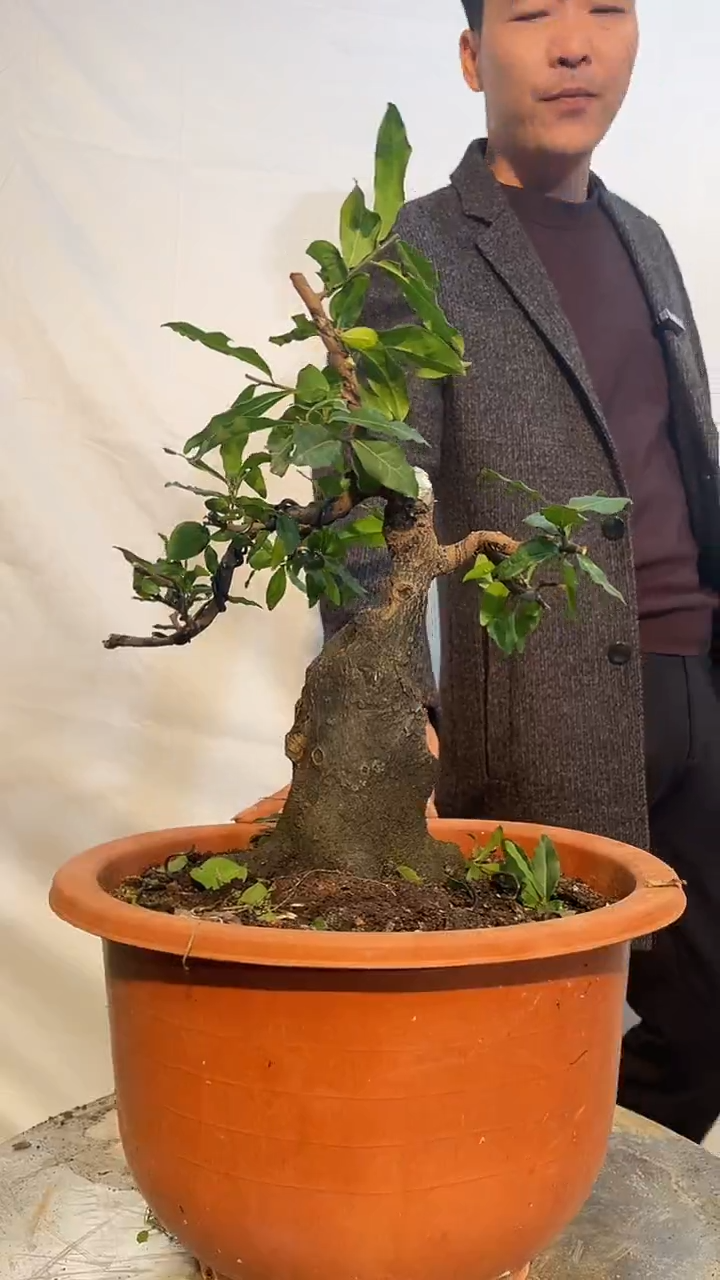 以实际为准金弹子 盆栽 盆景 一物一拍