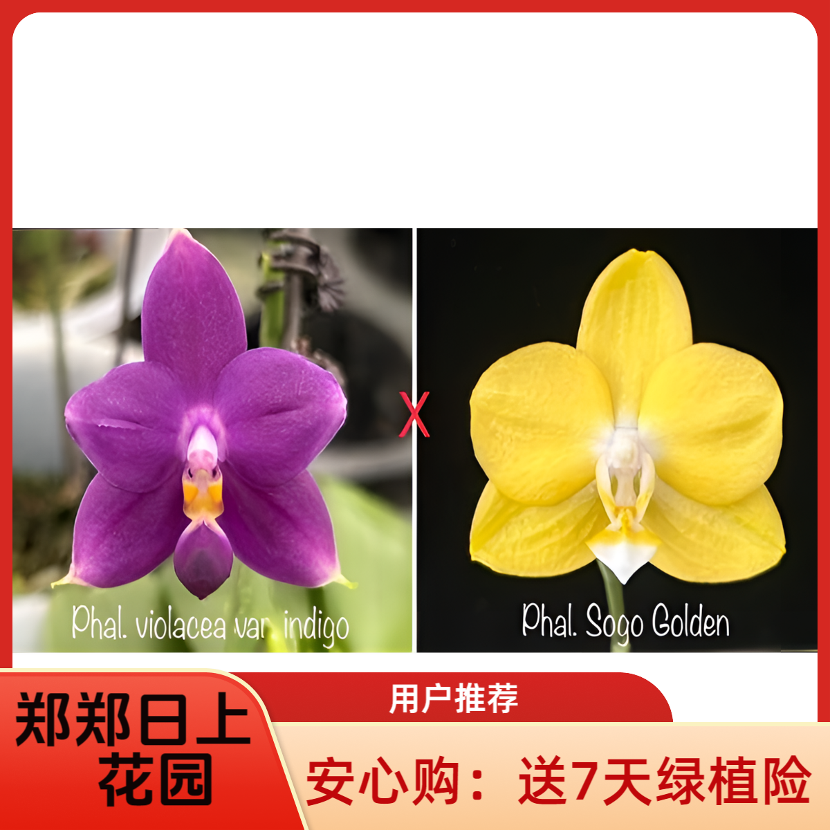 蝴蝶兰 荧光印第狗x世界黄金 1.7寸实生苗 微瑕少根 