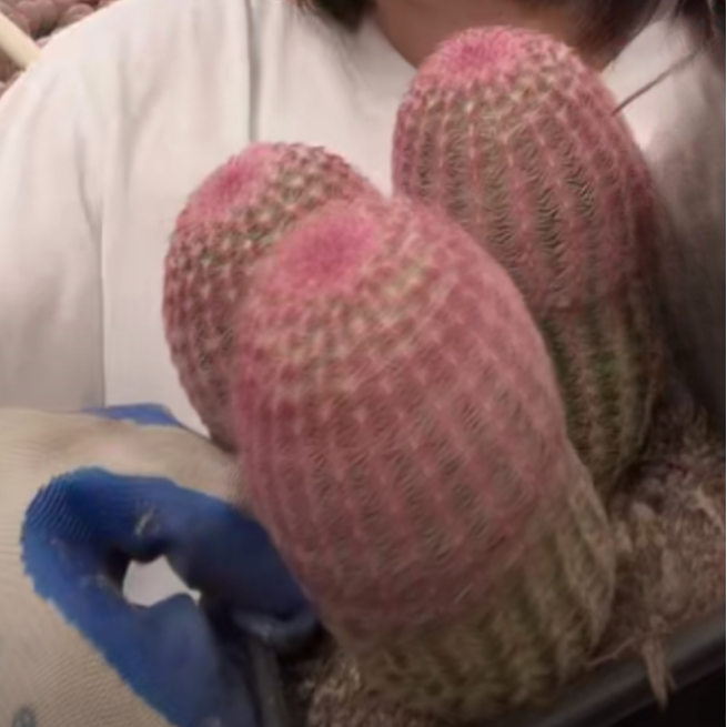 二妹园艺【 1颗  三~四头A货红太阳  嫁接落地根 】脱土随机发