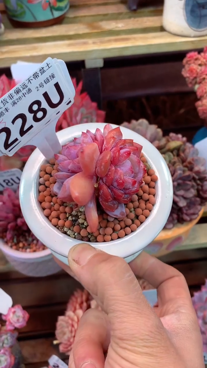 228 U（一物一拍，精品多肉，w所见即所得 ）
