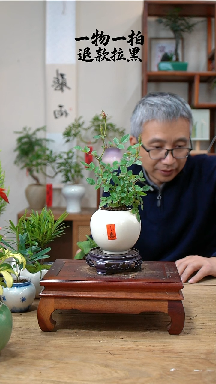 完全开放这***。月季292