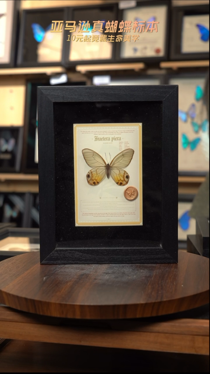 黄晶眼蝶设计款8寸黑框