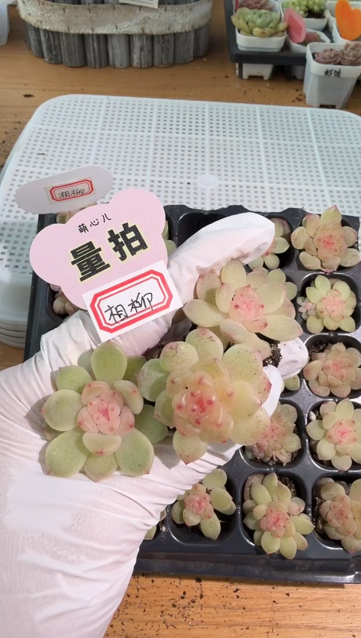 相柳单双混 3颗量拍混发 满9.9包邮