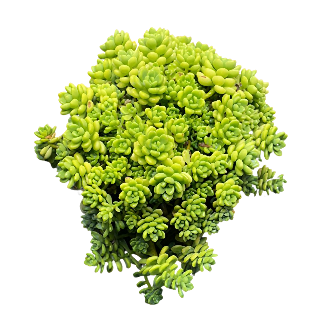 【大号香水劳尔】老桩精品盆栽绿植控养大型飘枝造型多肉