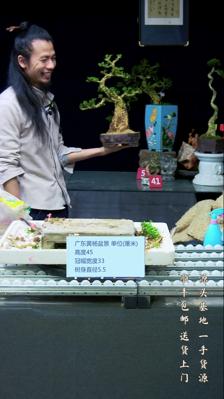 雀舌黄杨盆景雀舌黄杨盆景