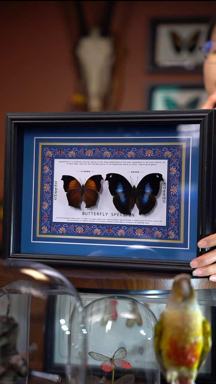 Z62    仙人掌蛱蝶和爱情鸟蛱蝶组合