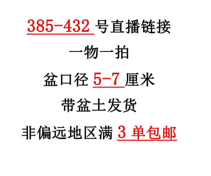 1月2日385-432 一物一拍3-5cm精控多肉