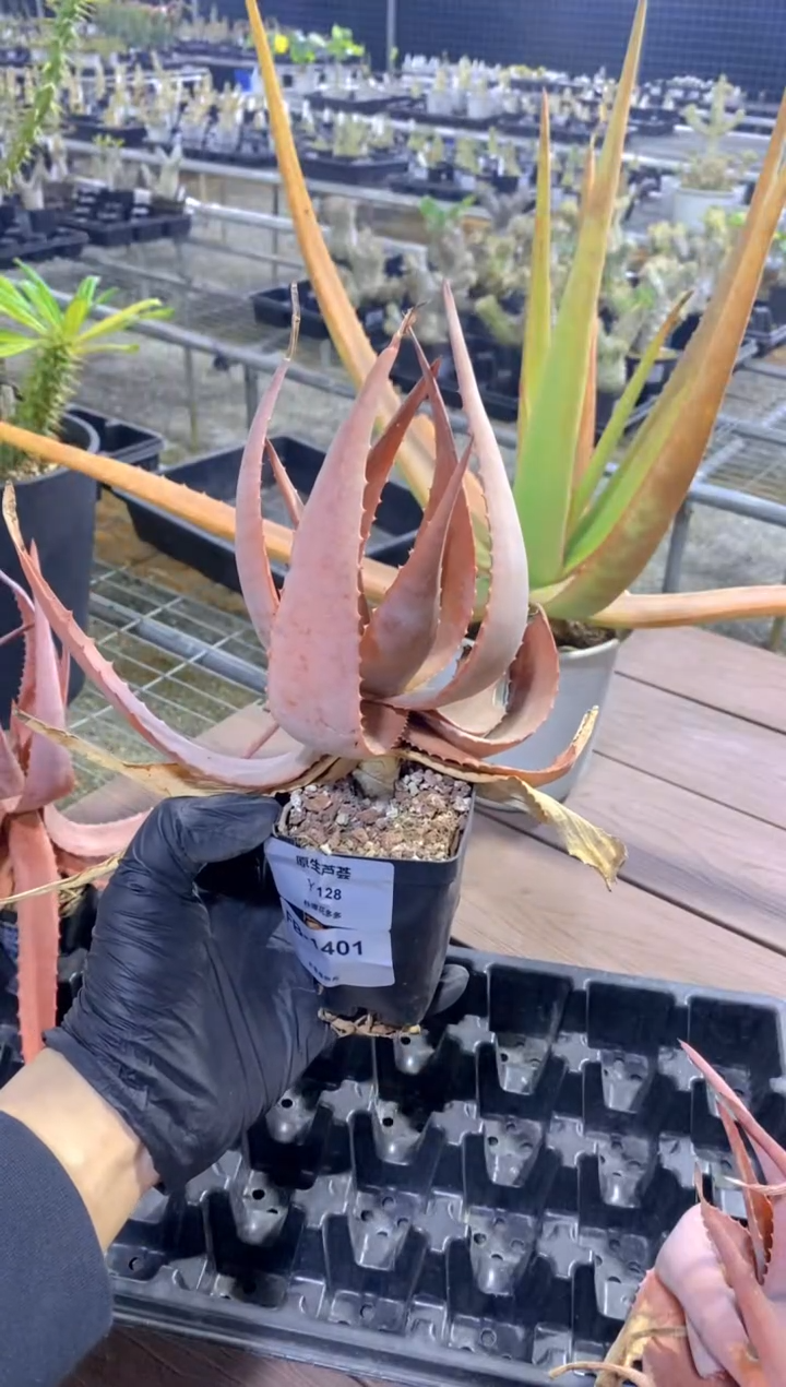 【闪购商品】原生芦荟脱土FB-1401