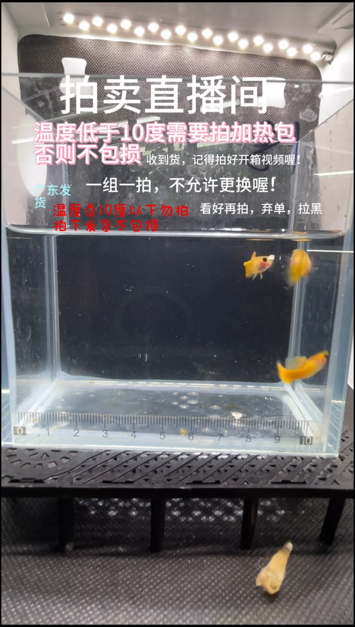 孔雀鱼黄金玻璃猫 三条  编号  81