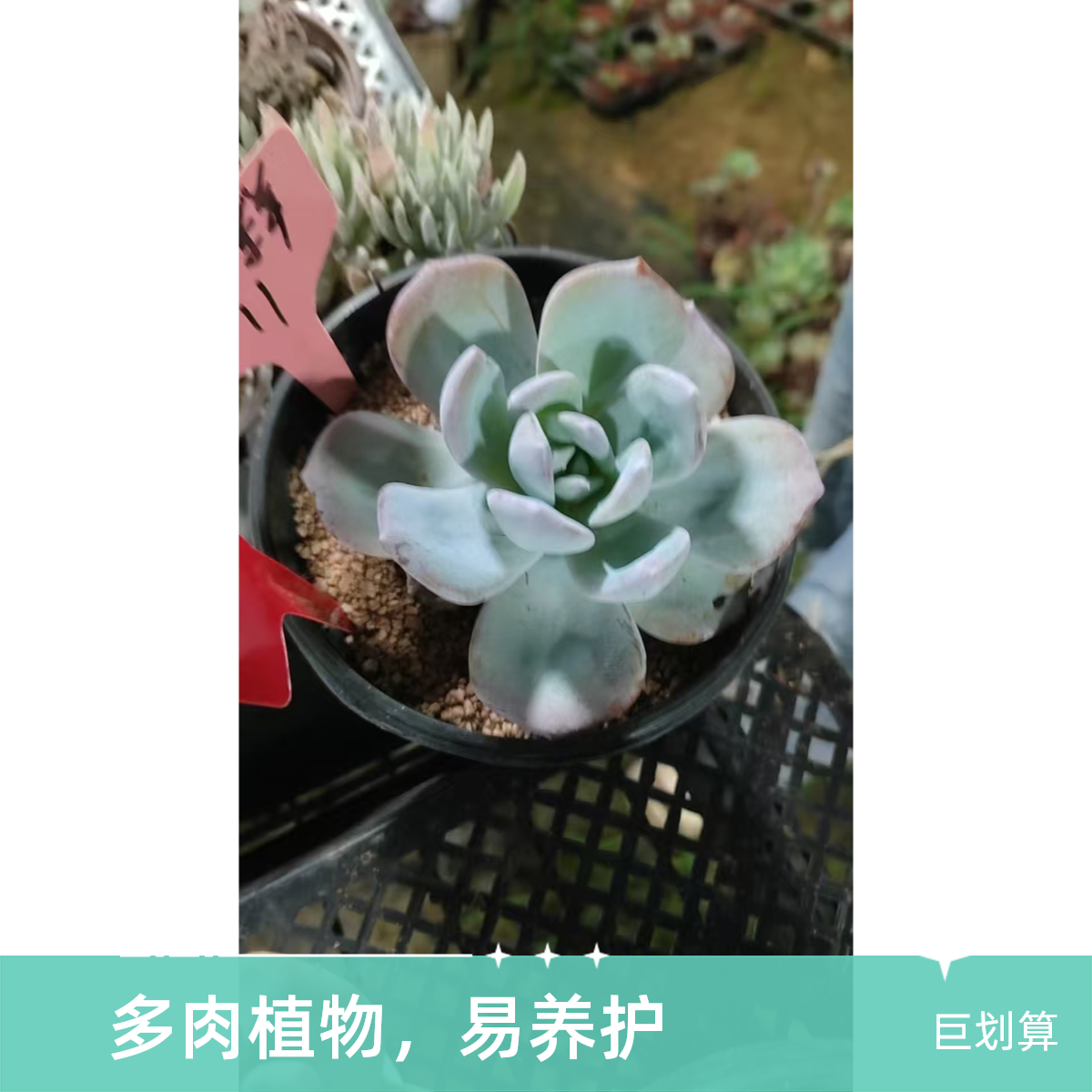 大奶茶多肉植物盆栽品种好养适合办公室阳台