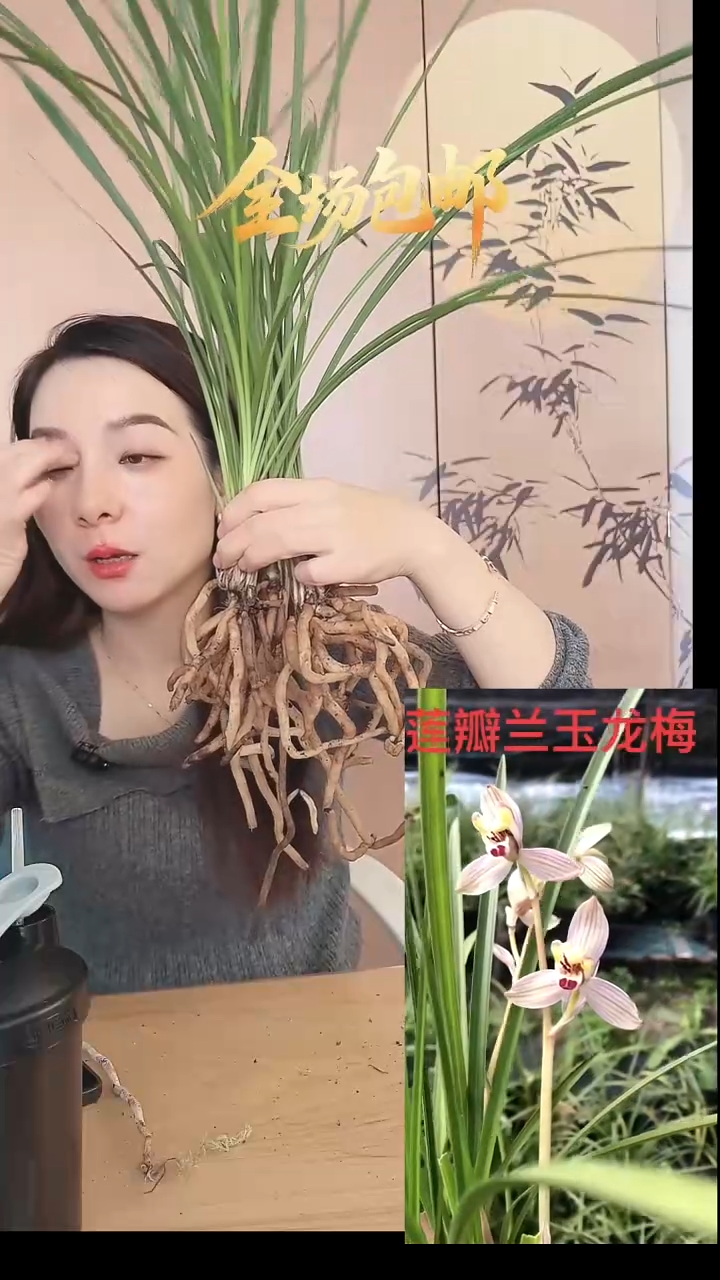 当前无花栽培后可以开花玉龙梅