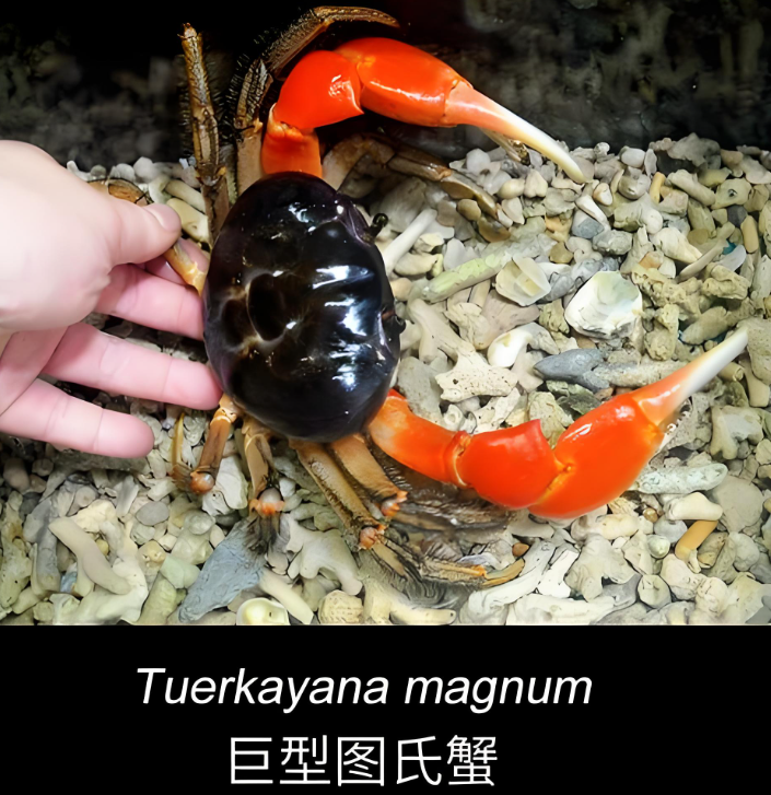 巨型图式蟹宠物蟹观赏蟹巨大螃蟹