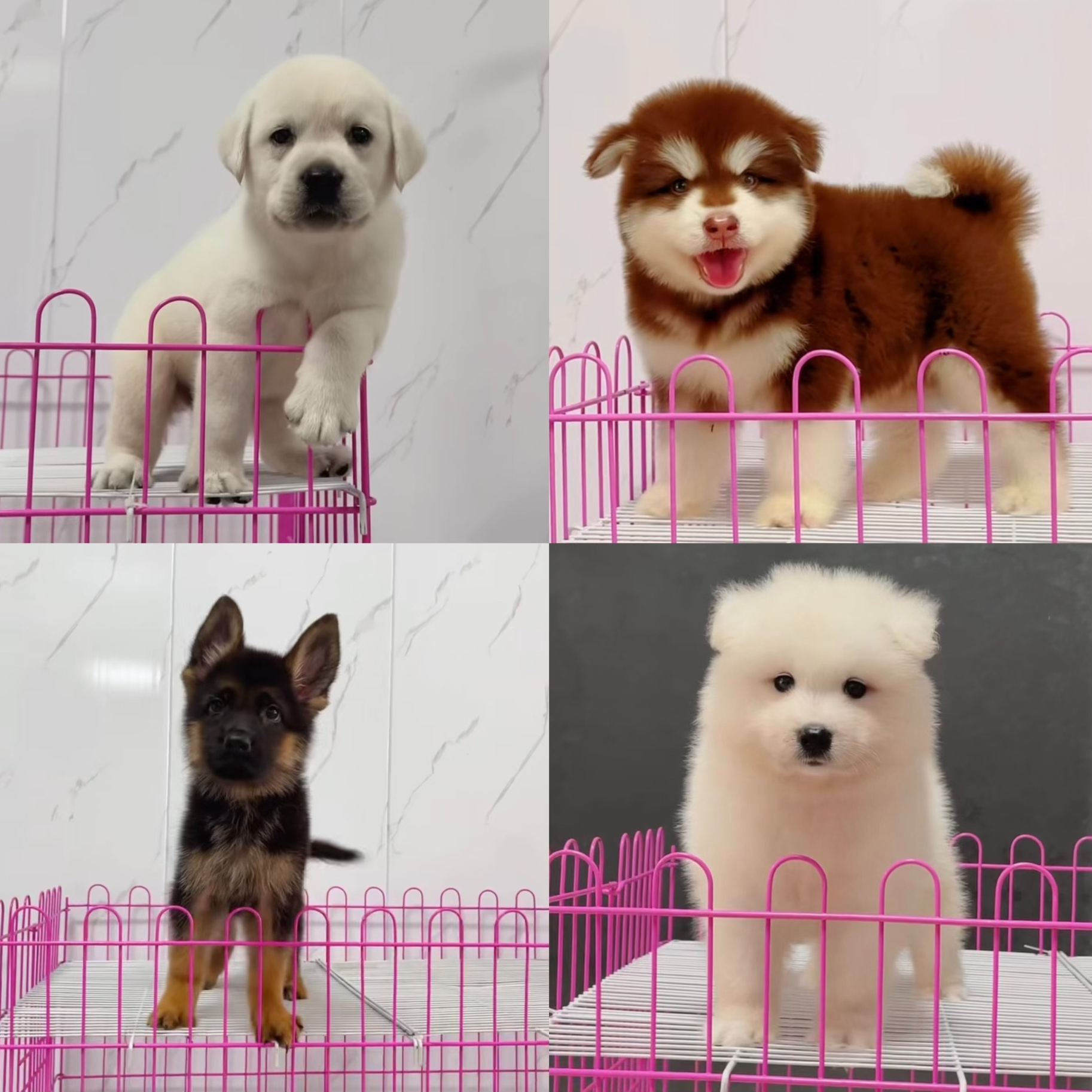 （江阴莱米宠物）T狗狗活体