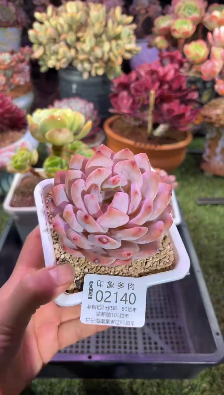 【闪购商品】02140