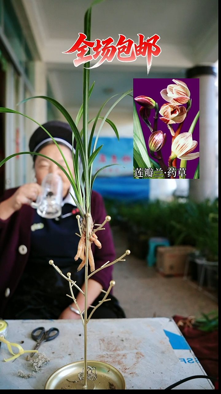 当前无花栽培后可以开花药草