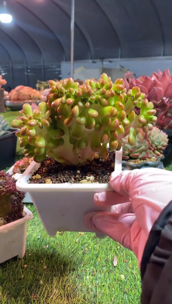 【闪购商品】0339a