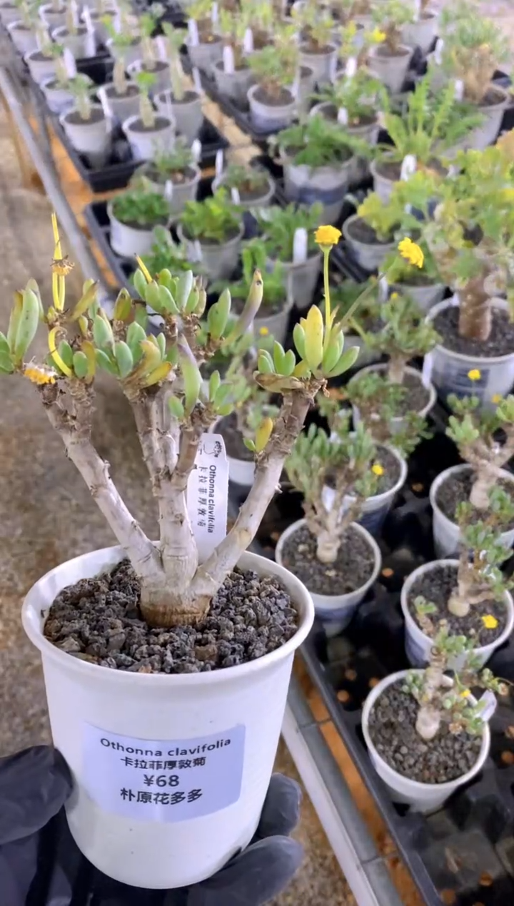 【闪购商品】卡拉菲厚敦菊FB-325