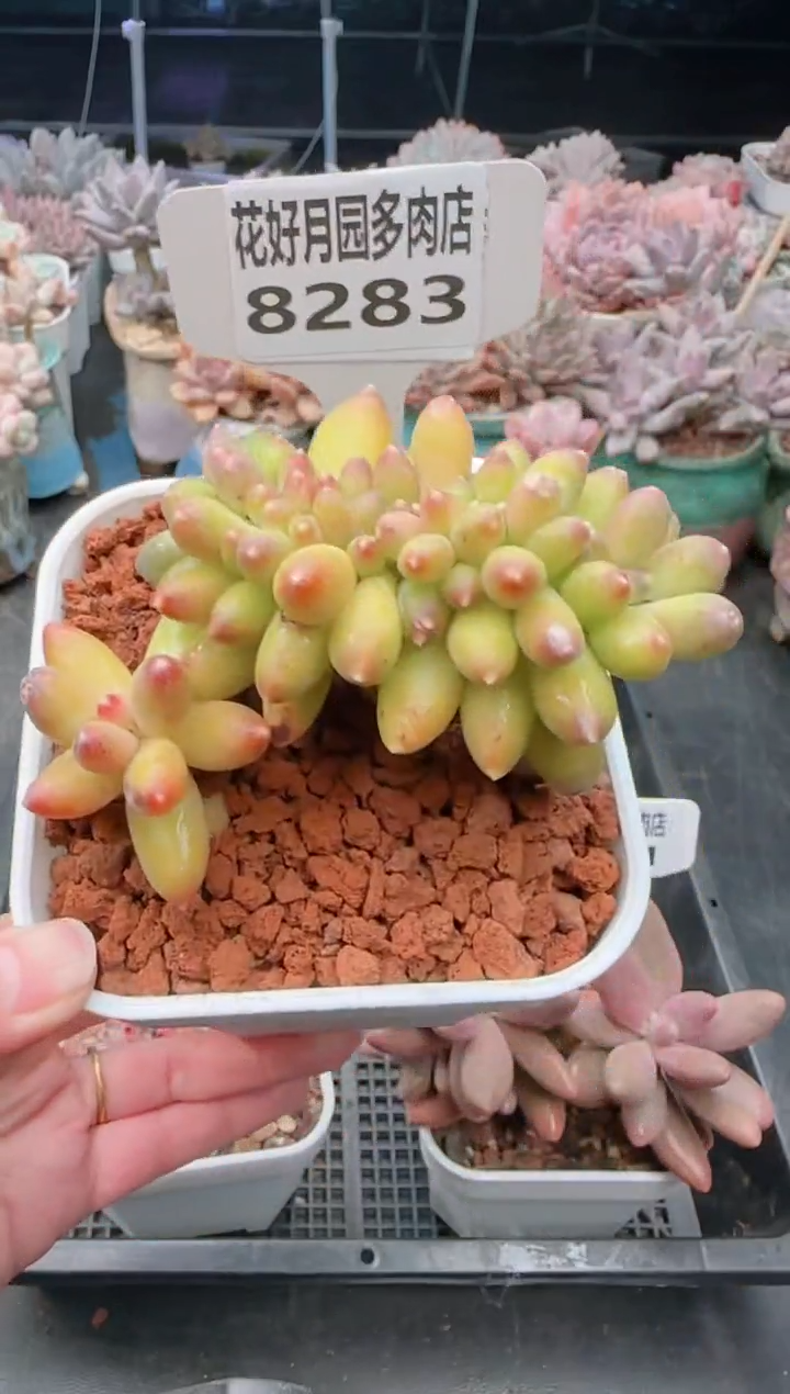 【闪购商品】8283.