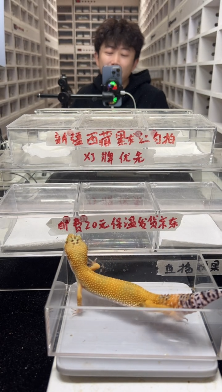 豹纹守宫27豹纹守宫