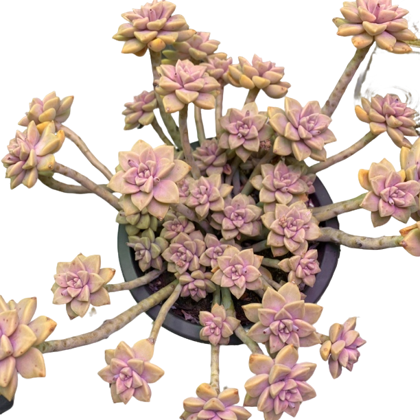 大阿伦培 新手好养 庭院 阳台 颜色亮丽多肉植物