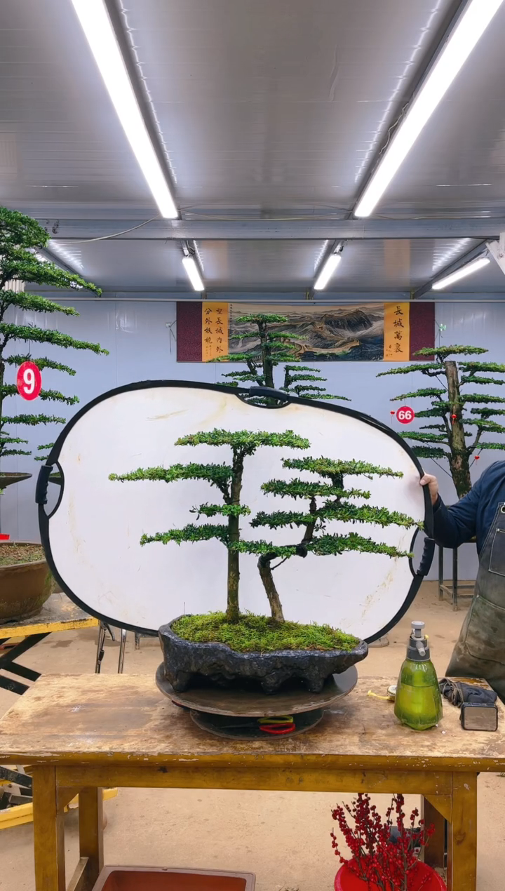 【闪购商品】精品盆景  一物一拍