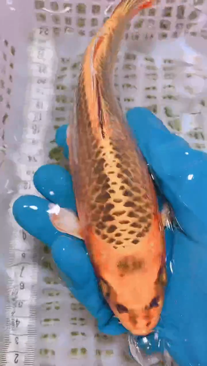 锦鲤冷水观赏鱼全场包邮44